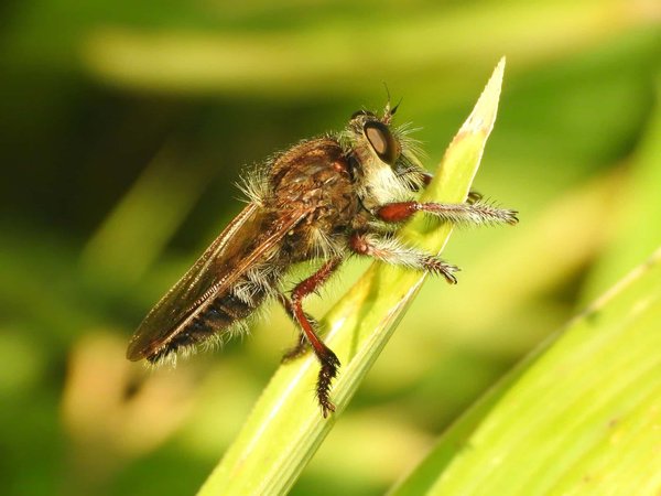 Quels sont les secrets pour réussir une exposition de photographie macro de la faune locale?